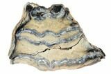 Mammoth Molar Slice With Case - South Carolina #99524-1